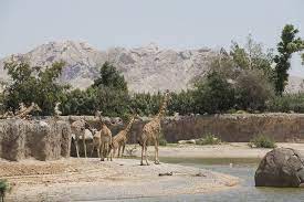 Featured image of 4 Days North Kenya Safari safari package